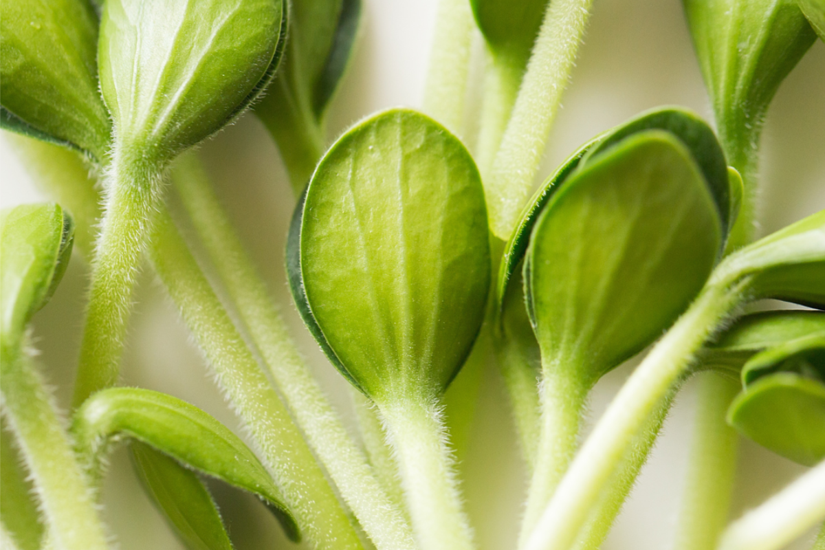 Što je mikrozelenje (microgreens) i koje su njegove dobrobiti?